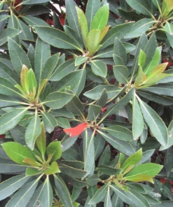 Fast Growing Trees Japanese Blueberry Tree See All Evergreen & Privacy Trees 7 Fast Growing Trees Japanese Blueberry Tree See All Evergreen & Privacy Trees