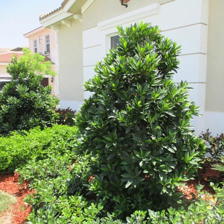 Fast Growing Trees Japanese Blueberry Tree See All Evergreen & Privacy Trees 4 Fast Growing Trees Japanese Blueberry Tree See All Evergreen & Privacy Trees