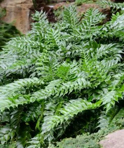 Fast Growing Trees Holly Fern See All House & Patio