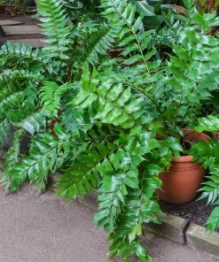 Fast Growing Trees Holly Fern See All House & Patio