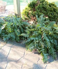 Fast Growing Trees Holly Fern See All House & Patio