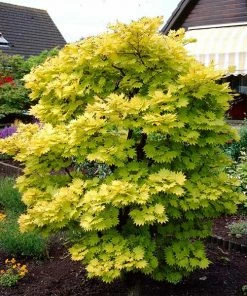 Fast Growing Trees Japanese Maples Aureum Japanese Maple Tree