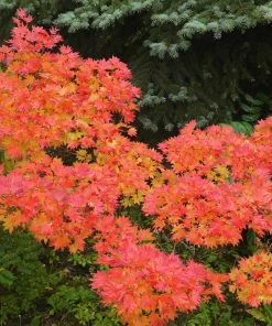 Fast Growing Trees Japanese Maples Aureum Japanese Maple Tree 10 Fast Growing Trees Japanese Maples Aureum Japanese Maple Tree