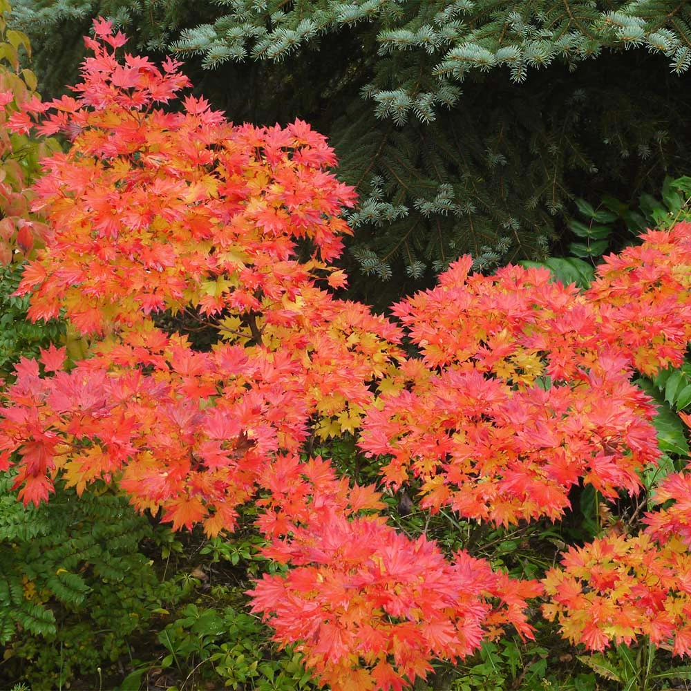 Fast Growing Trees Japanese Maples Aureum Japanese Maple Tree 5 Fast Growing Trees Japanese Maples Aureum Japanese Maple Tree