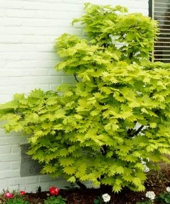 Fast Growing Trees Japanese Maples Aureum Japanese Maple Tree 12 Fast Growing Trees Japanese Maples Aureum Japanese Maple Tree