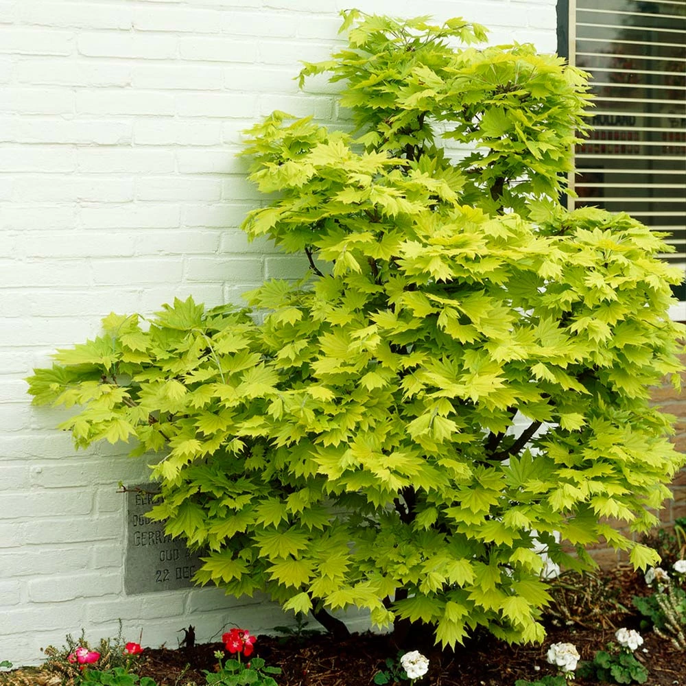 Fast Growing Trees Japanese Maples Aureum Japanese Maple Tree 7 Fast Growing Trees Japanese Maples Aureum Japanese Maple Tree