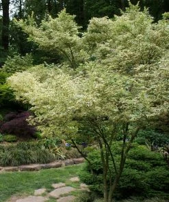 Fast Growing Trees Butterfly Japanese Maple Tree