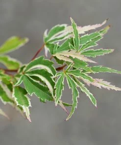 Fast Growing Trees Butterfly Japanese Maple Tree