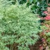 Fast Growing Trees Butterfly Japanese Maple Tree