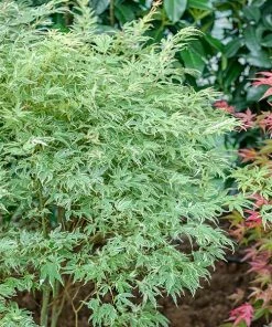 Fast Growing Trees Butterfly Japanese Maple Tree