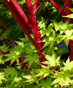 Fast Growing Trees Coral Bark Japanese Maple Tree Japanese Maples