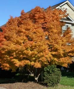 Fast Growing Trees Coral Bark Japanese Maple Tree Japanese Maples