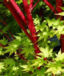 Fast Growing Trees Coral Bark Japanese Maple Tree Japanese Maples