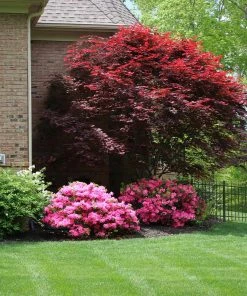 Fast Growing Trees Emperor Japanese Maple Tree Japanese Maples