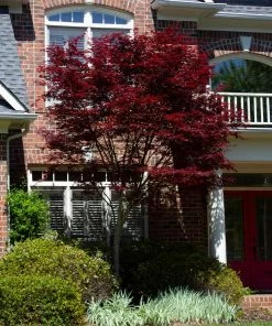 Fast Growing Trees Emperor Japanese Maple Tree Japanese Maples