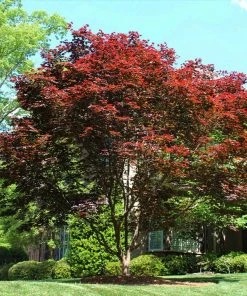 Fast Growing Trees Emperor Japanese Maple Tree Japanese Maples