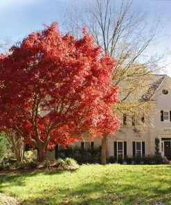 Fast Growing Trees Red Japanese Maple Tree Japanese Maples