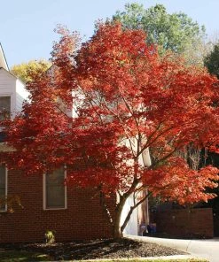 Fast Growing Trees Red Japanese Maple Tree Japanese Maples