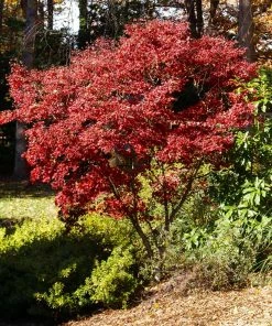 Fast Growing Trees Red Japanese Maple Tree Japanese Maples