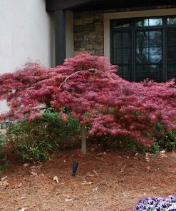 Fast Growing Trees Red Dragon Japanese Maple Tree