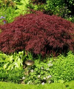 Fast Growing Trees Red Dragon Japanese Maple Tree