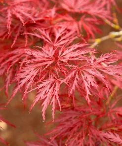 Fast Growing Trees Red Dragon Japanese Maple Tree