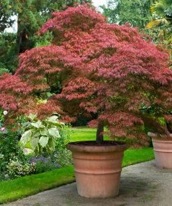 Fast Growing Trees Red Dragon Japanese Maple Tree