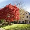 Fast Growing Trees Red Japanese Maple Tree Japanese Maples
