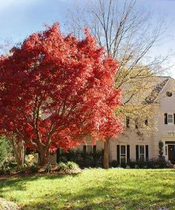 Fast Growing Trees Red Japanese Maple Tree Japanese Maples