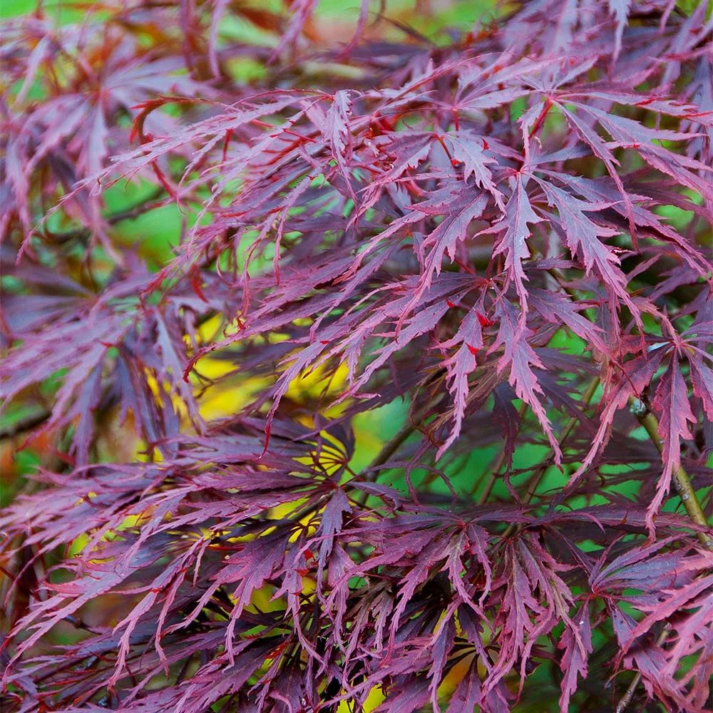 Fast Growing Trees Tamukeyama Japanese Maple Tree 7 Fast Growing Trees Tamukeyama Japanese Maple Tree