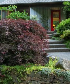 Fast Growing Trees Tamukeyama Japanese Maple Tree