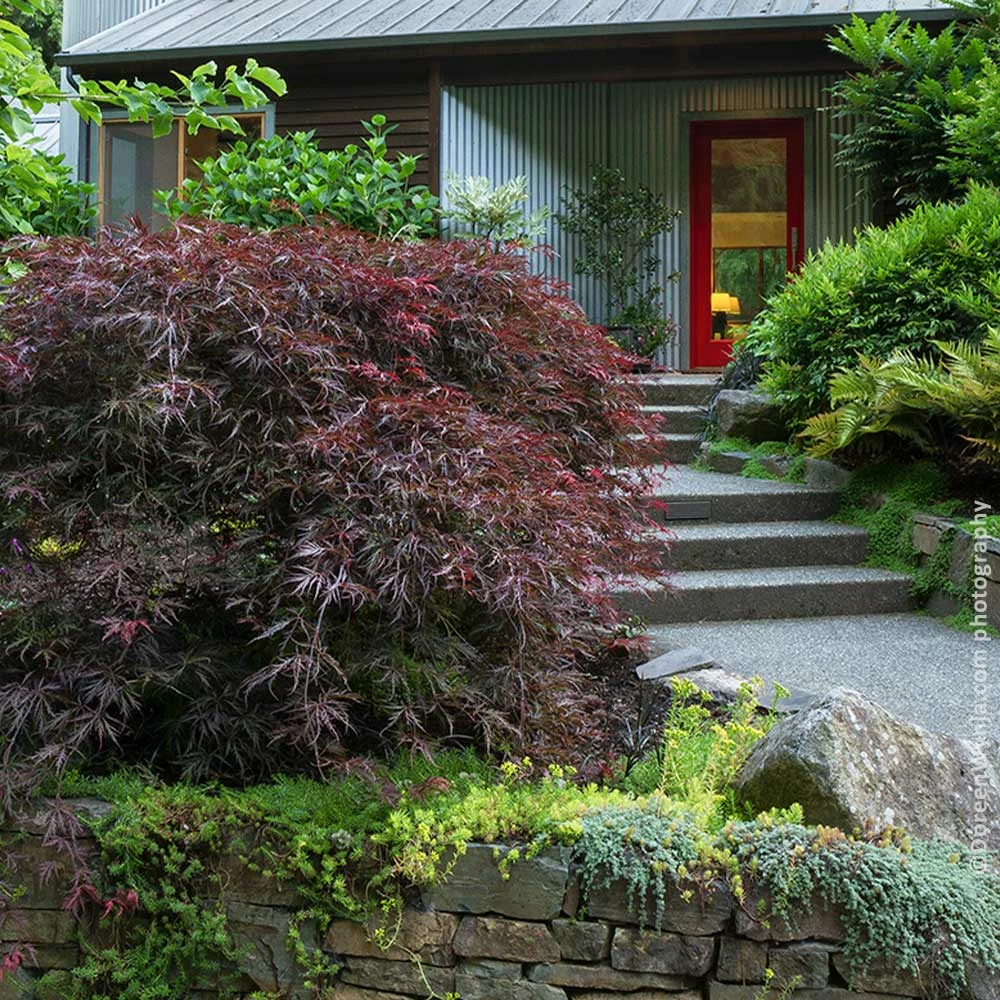 Fast Growing Trees Tamukeyama Japanese Maple Tree 4 Fast Growing Trees Tamukeyama Japanese Maple Tree