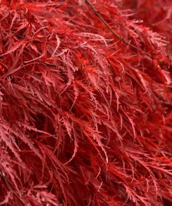 Fast Growing Trees Tamukeyama Japanese Maple Tree 9 Fast Growing Trees Tamukeyama Japanese Maple Tree