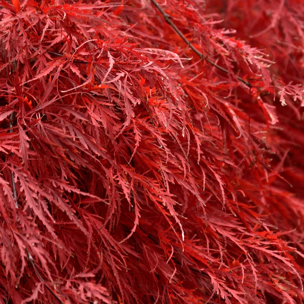 Fast Growing Trees Tamukeyama Japanese Maple Tree 5 Fast Growing Trees Tamukeyama Japanese Maple Tree