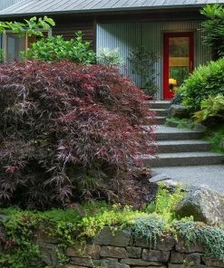 Fast Growing Trees Tamukeyama Japanese Maple Tree