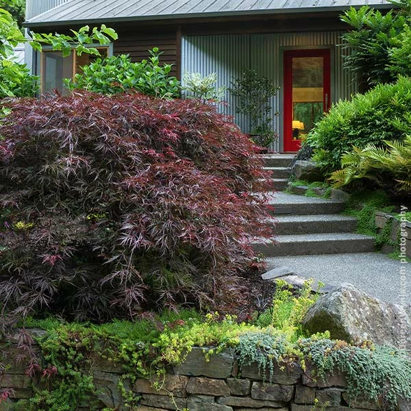 Fast Growing Trees Tamukeyama Japanese Maple Tree 3 Fast Growing Trees Tamukeyama Japanese Maple Tree