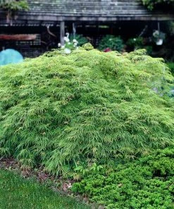 Fast Growing Trees Weeping Japanese Maple 'Viridis' Tree