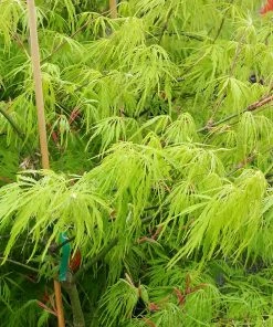 Fast Growing Trees Weeping Japanese Maple 'Viridis' Tree