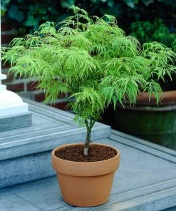 Fast Growing Trees Weeping Japanese Maple 'Viridis' Tree