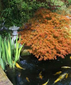 Fast Growing Trees Weeping Japanese Maple 'Viridis' Tree