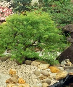 Fast Growing Trees Weeping Japanese Maple 'Viridis' Tree