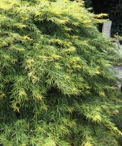 Fast Growing Trees Japanese Maples Waterfall Japanese Maple 9 Fast Growing Trees Japanese Maples Waterfall Japanese Maple