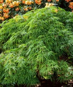 Fast Growing Trees Japanese Maples Waterfall Japanese Maple 10 Fast Growing Trees Japanese Maples Waterfall Japanese Maple