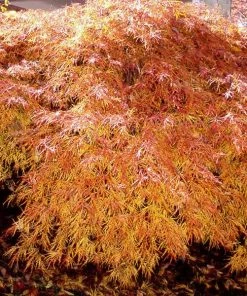 Fast Growing Trees Japanese Maples Waterfall Japanese Maple