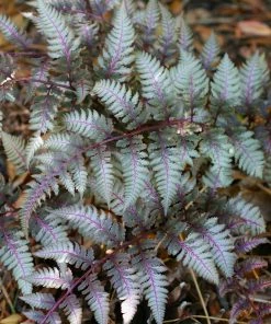 Fast Growing Trees Japanese Painted Fern