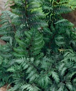 Fast Growing Trees Japanese Painted Fern