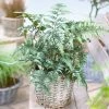 Fast Growing Trees Japanese Painted Fern 1 Fast Growing Trees Japanese Painted Fern