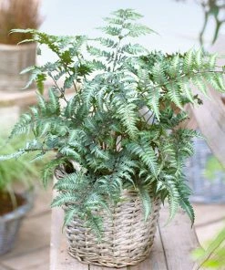 Fast Growing Trees Japanese Painted Fern