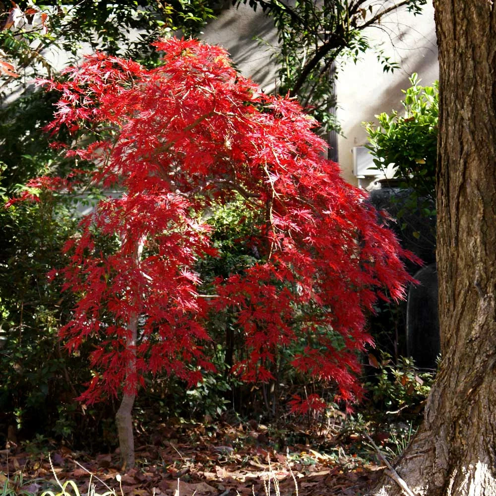 Fast Growing Trees Red Select Japanese Maple Tree Japanese Maples 7 Fast Growing Trees Red Select Japanese Maple Tree Japanese Maples