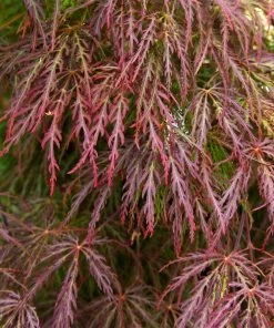 Fast Growing Trees Red Select Japanese Maple Tree Japanese Maples 11 Fast Growing Trees Red Select Japanese Maple Tree Japanese Maples